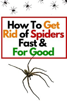 a spider with the words how to get rid of spiders fast and for good