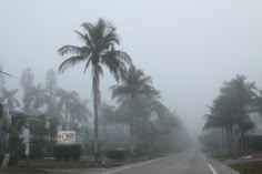 a palm tree on the side of a road