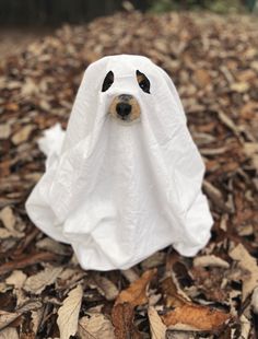 A small dog dressed up as a ghost. The costume is a white blanket with holes cut for the eyes and snout. Cutest Halloween Costumes, Last Minute Halloween Party, Halloween Costumes For Dogs, Costumes For Dogs, Smartest Dog Breeds, Ghost Costume, Adorable Puppies, Baby Dogs