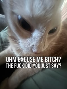 Mad Cat Reaction Pic, Daily Homie Checkup Cat, Cat Rizz, Grump Cat, Silly Cars, Cat Text, Mad Cat, Sore Loser, Mean Cat