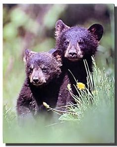 two black bears standing next to each other in the grass