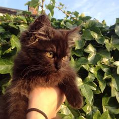 a cat that is sitting on someone's hand in front of some bushes and leaves