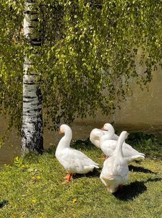 four white ducks are standing in the grass next to a tree and some water behind them