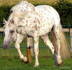 a white horse with brown spots is galloping through the grass in front of a fence