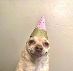 a small dog wearing a party hat