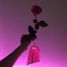 a person is holding a pink rose up to the sky in front of a purple background