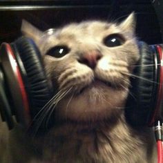 a close up of a cat with headphones on it's ears and eyes