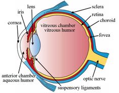 an image of the structure of the human eye