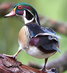 a colorful bird perched on top of a tree branch