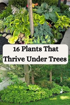 plants that have been planted in the yard and are under trees with text overlay