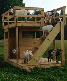 goats and goats are climbing up the stairs in this wooden play structure, which is made out of wood planks