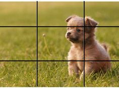 a little puppy sitting in the grass looking at something