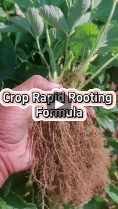 a hand holding up a root that is growing from the ground in front of some plants