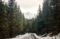 there is a snow covered road in the middle of the woods with trees on both sides