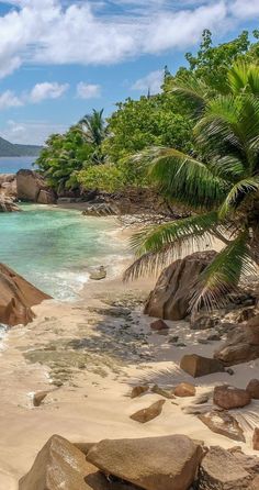 a sandy beach with palm trees and blue water