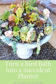 a bird bath filled with succulent plants on top of a gravel ground next to a