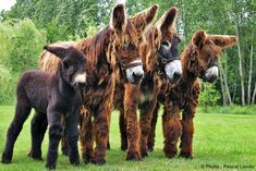 three donkeys standing next to each other in the grass