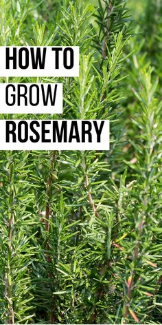 How to grow rosemary written over a background of rosemary plants. Decorative Herb Garden, How To Grow Rosemary In A Pot, Planting Rosemary Outdoors, How To Take Care Of Rosemary Plant, Rosemary Plant Landscaping, Propagating Sage, Planting Rosemary, Rosemary Growing