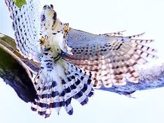 an owl flying through the air with another bird in it's talons,