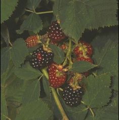 blackberries growing on the branch of a tree