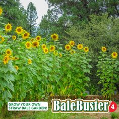 a large field full of sunflowers with the words, grow your own straw bale garden 4