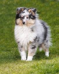 a small dog standing on top of a lush green field