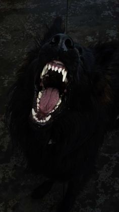 a black dog with its mouth open showing teeth