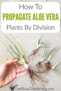 how to propagate aloe vera plants by division