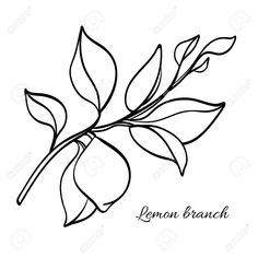 a branch with leaves and the word lemon branch in black ink on a white background