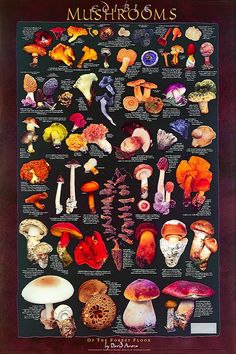 an image of mushrooms on display in a wooden framed frame with the names and pictures below it