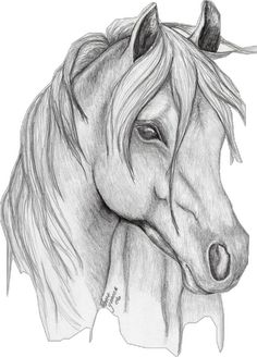 a pencil drawing of a horse's head