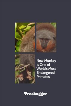 a monkey is shown with the words new monkey is one of the world's most endangered primates