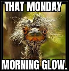 an ostrich with the words that monday morning glow on it's face