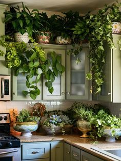 a kitchen filled with lots of potted plants on top of a counter next to a stove