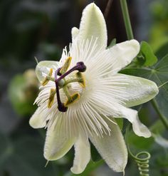 a white flower with green leaves in the background