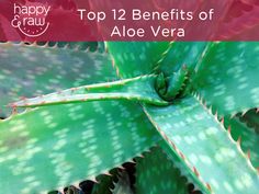 Top-12-benefits-of-aloe-vera Ayurveda Beauty, Benefits Of Aloe Vera, Aloe Vera For Skin, Healing Plants, Wellness Inspiration, Keeping Healthy, Forever Living Products, Natural Health Remedies, Health Info