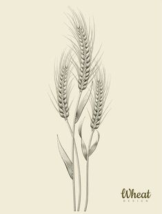 three stalks of wheat on a white background with the words wheat written in black ink