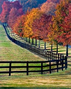 a fence is lined with colorful trees in the fall season, along side a grassy field