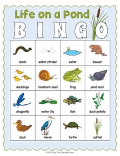 the life on a pond bingo game