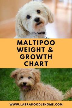 two small dogs sitting next to each other in the grass with text reading maltipo weight and growth chart