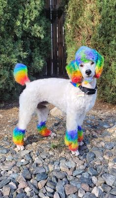 a white poodle with multicolored hair standing on rocks in front of bushes