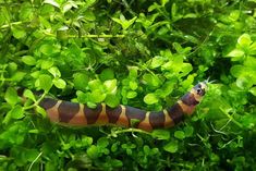 a brown and black caterpillar crawling on green plants