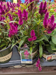 purple flowers are growing in pots on a bench outside the store, with tags attached to them