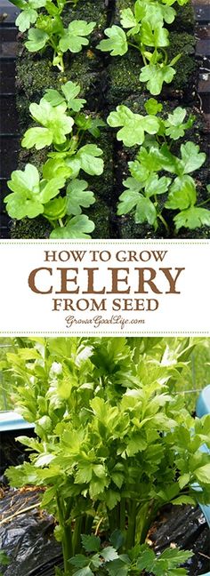 how to grow celery from seed in containers with text overlay that reads, how to grow celery from seed