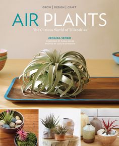 air plants the curious world of tilladas by linda snoo and design craft