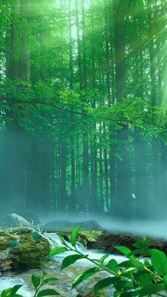 a stream running through a forest filled with lots of green plants and trees in the background