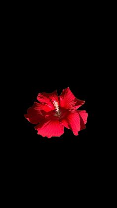 Red Hibiscus Flower, Red And Black Background, Red And Black Wallpaper, Pink Flowers Wallpaper, Vintage Flowers Wallpaper