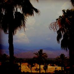 palm trees and mountains in the distance