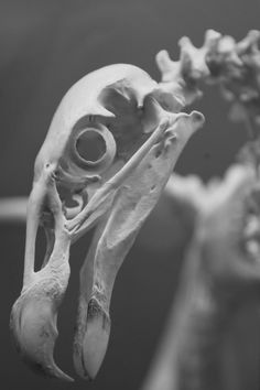 the skeleton of a bird is hanging upside down