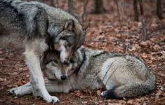 two gray wolfs are playing in the woods with their heads on each other's back